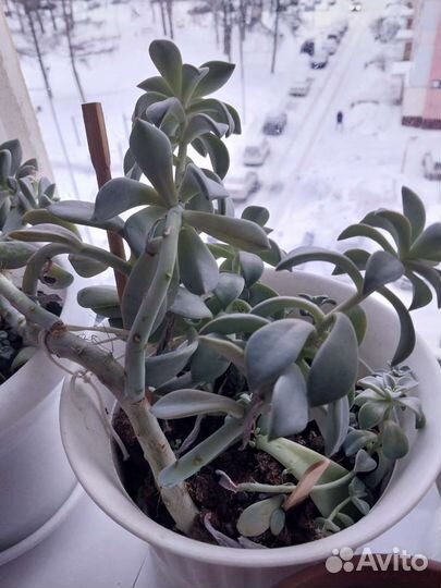 Толстянка.Женское Счастье, Алоэ, Каменная роза