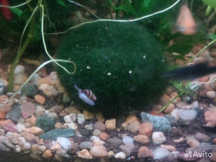 Улитка Хелена