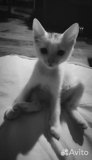 Сиамский котёнок (по папе)