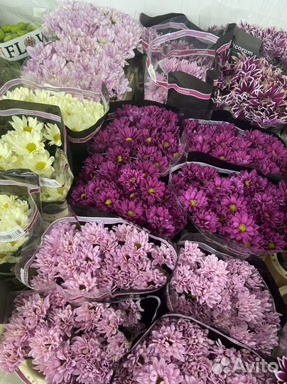 Хризантема кустовая