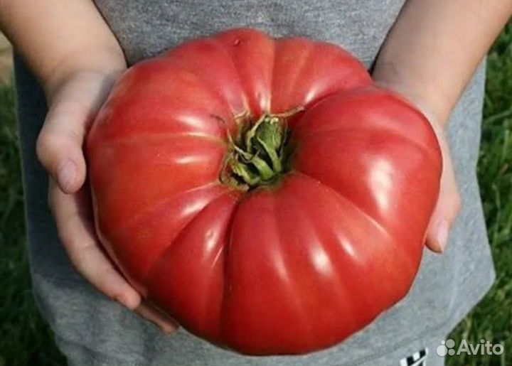 Томат Великан семена