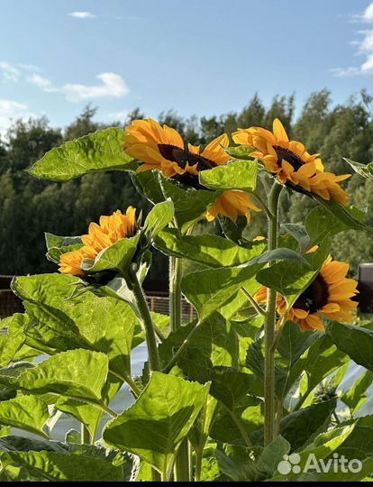 Подсолнухи цветы