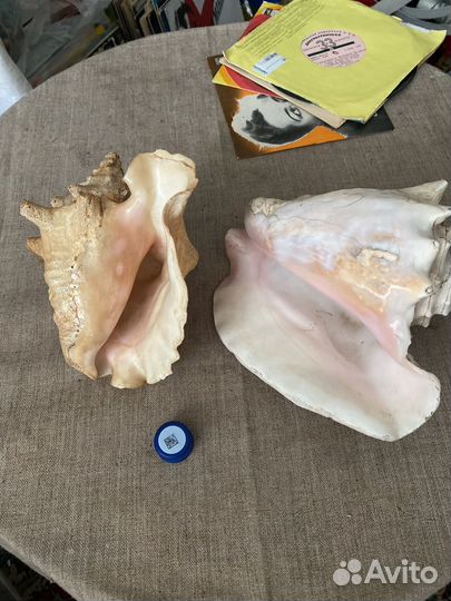 Ракушка гигас