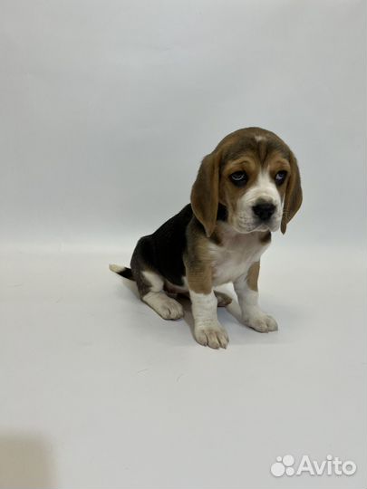 Щенки бигль девочки