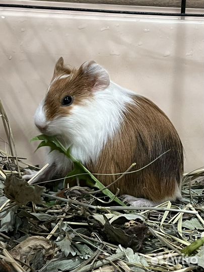 Морские свинки