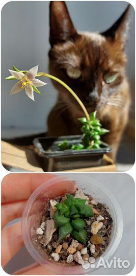 Суккуленты от