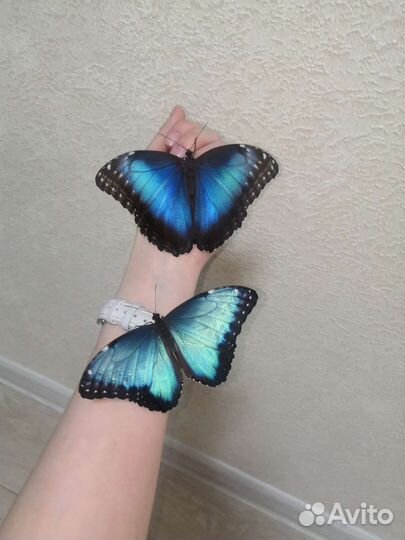 Необычный подарок