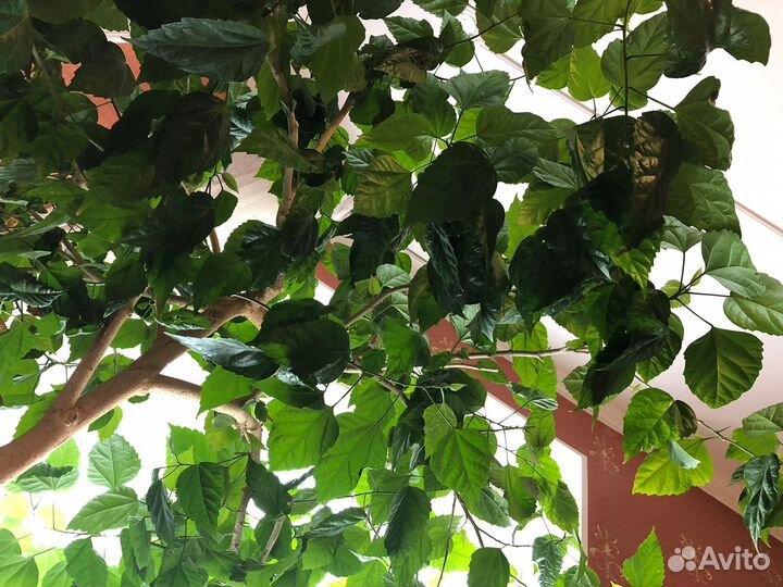 Цветок гибискус-китайская роза