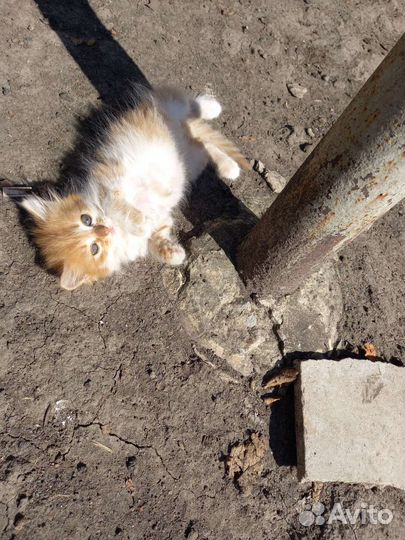 Отдам в добрые руки