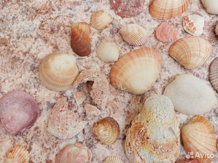 Килограмм ракушек