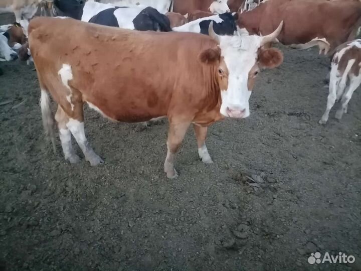 Телки 2 года