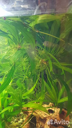 Аквариумное растение Эхинодорус амазонский