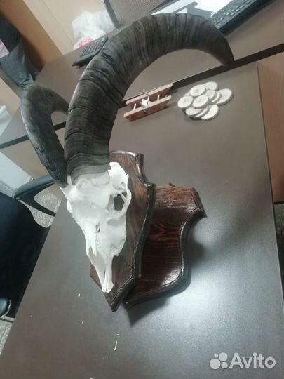 Таксидермия изготовление чучел