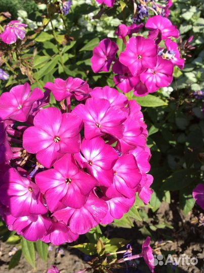 Цветы многолетники