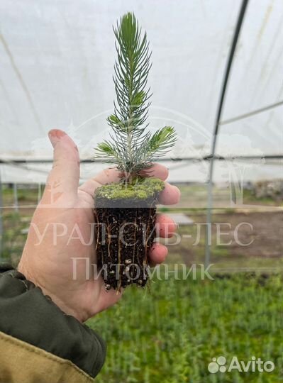 Голубая ель зкс сеянцы