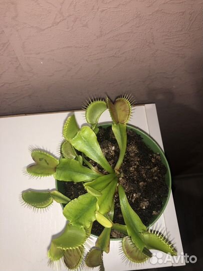 Венерина мухоловка цветок