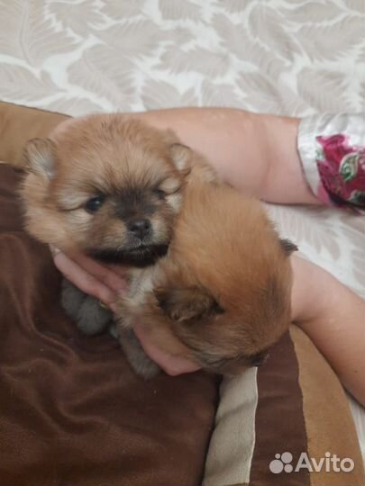 Померанский шпиц