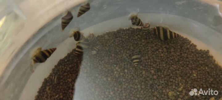 Улитка хелена