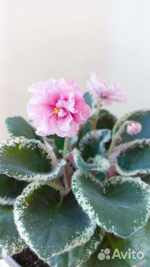 Фиалки сортовые