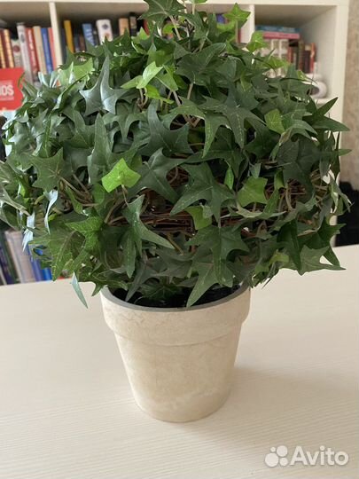 Плющ искусственный