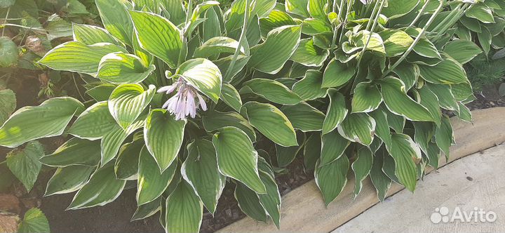 Хоста, бадан