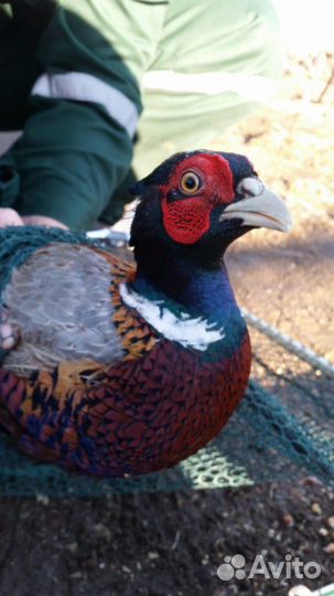 Фазан охотничий