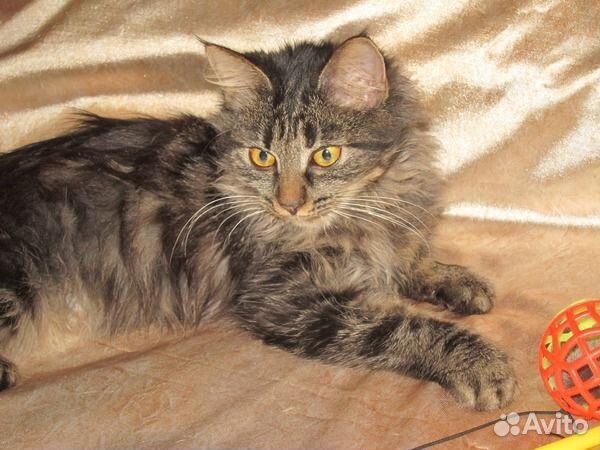 Симпатичные сибирячки ищут хозяев