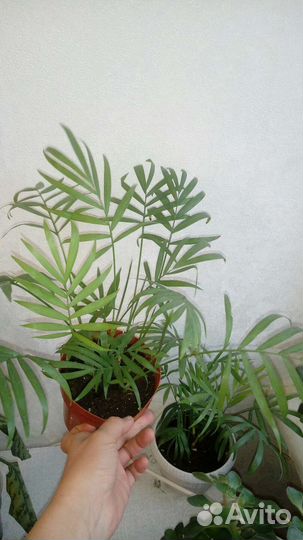 Много комнатных растений