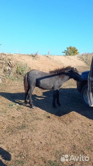 Пони лошадь