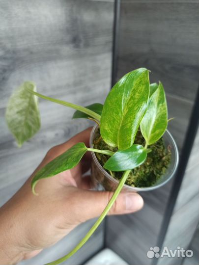 Филодендроны