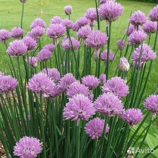 Лук декоративный шнитт