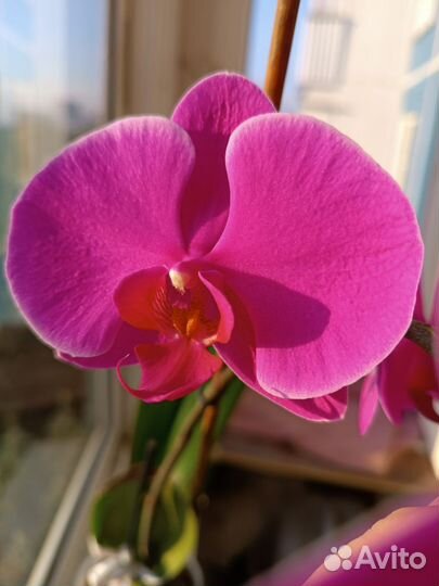Орхидея фаленопсис free ride