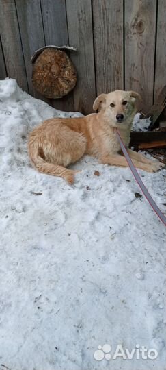 Собака в добрые руки отдам бесплатно