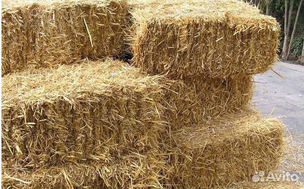 Рисовая шелуха, Сена