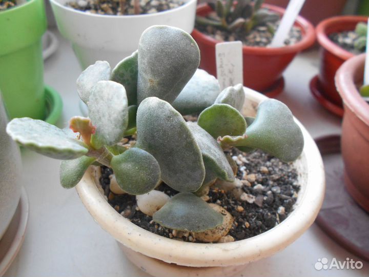 Суккуленты: Адромискусы