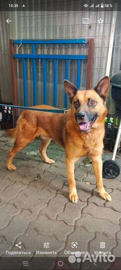 Собака в добрые руки