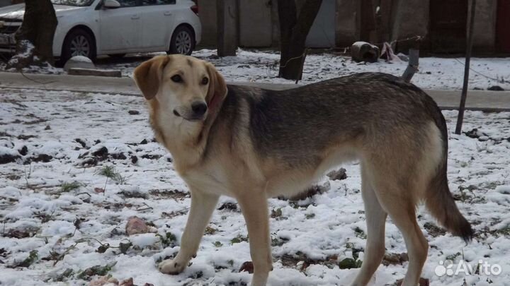 Собака в хорошие руки