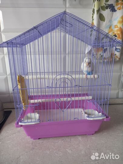 Волнистый попугай с клеткой и кормом