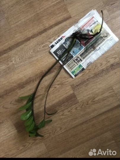 Замиокулькас