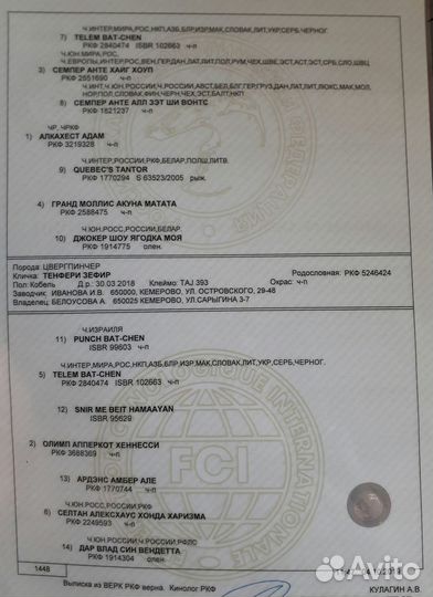 Цвергпинчер вязка