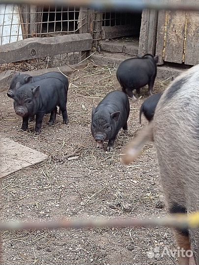 Вьетнамские поросята
