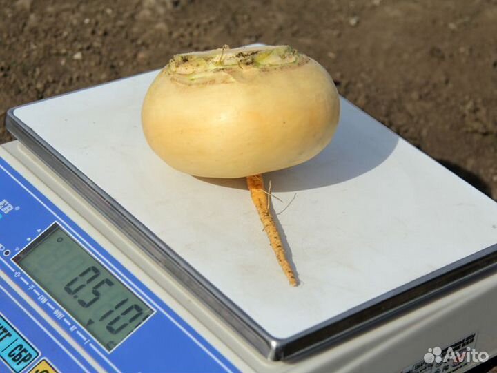 Семена Репы 