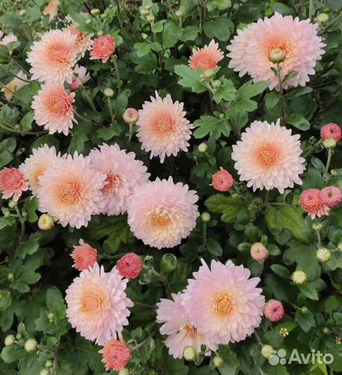 Хризантемы