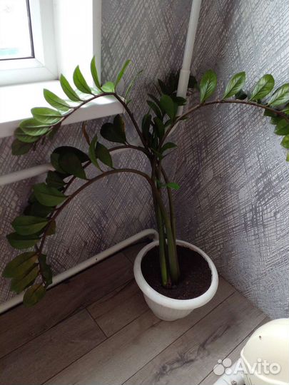 Замиокулькас