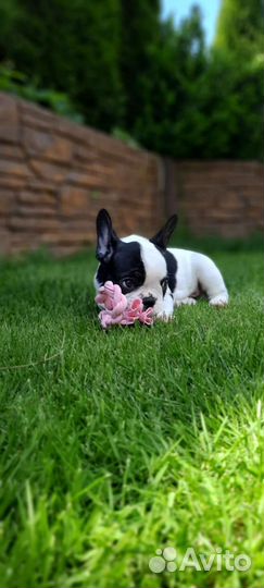 Французский бульдог