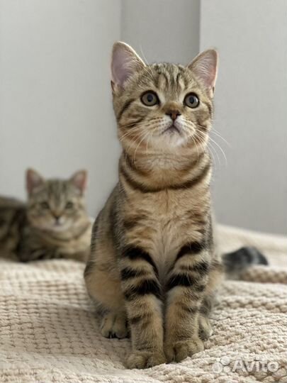 Шотландские котята