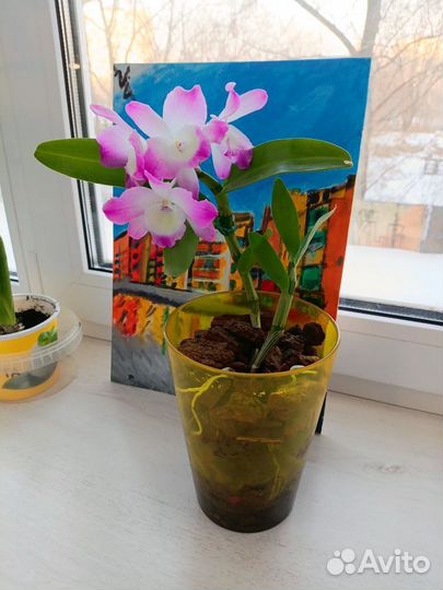 Орхидея дендробиум нобиле