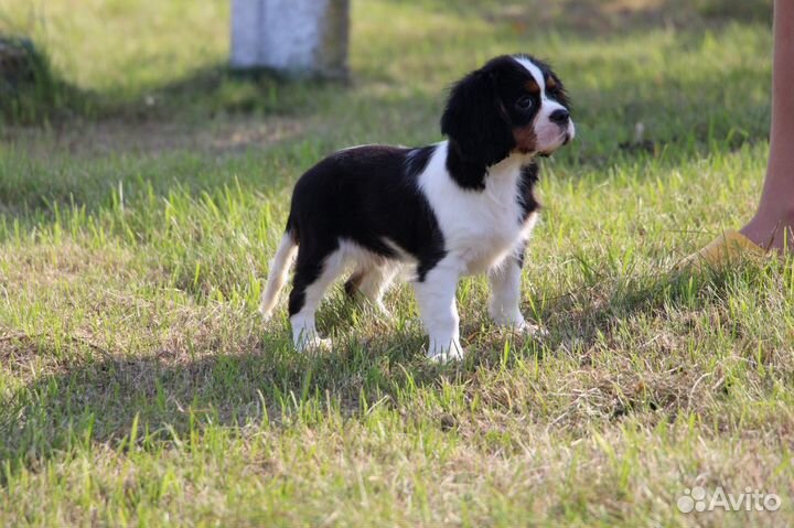 Кавалер кинг чарльз спаниель