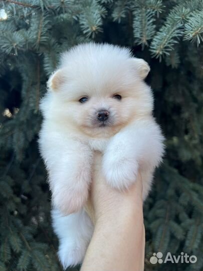 Шпиц мальчик