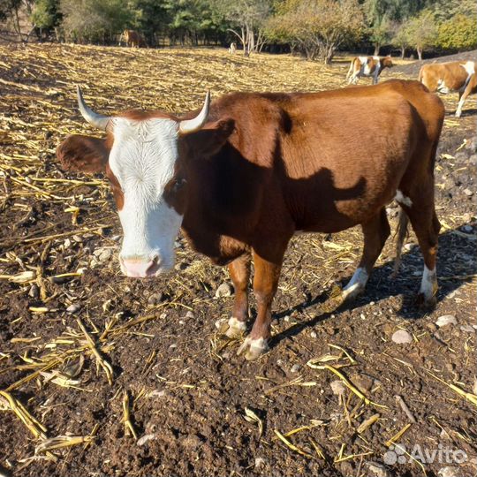 Корова стельная